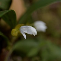 Cylindrolobus lindleyi (Thwaites) Ormerod & C.S.Kumar